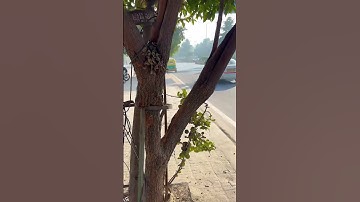 Why does the Indian Government not remove tree guards from trees on time? \Tree Guards REMOVAL