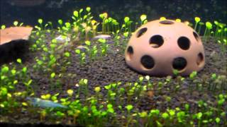 Marsilea Crenata With Finnex Planted+ LED