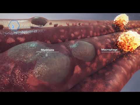 კუნთოვანი ქსოვილის რეგენერაცია