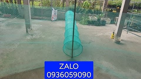 Cung cấp dớn chặn sông bắt cá. Cung cấp xăm dớn chặn sông. Lú dớn bắt cá. Đuôi chuột bắt cá.