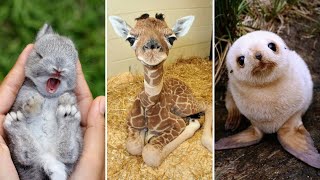 😍 Cute and Funny 🥰 Baby Animals 🐵 Video Compilation 🐶 | Милые и Смешные Детёныши Животных 😊 by For Your Fun 13,090 views 1 year ago 10 minutes, 21 seconds