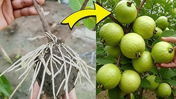 🌿You Can Easily Grow Guava Tree using These Pro Technique! #fruittree