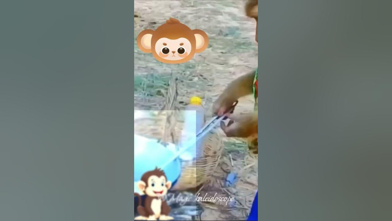 Смешные обезьянки Веселые смешные шалуны из мира обезьян Забавные ...