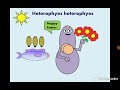 Heterophyes Heterophyes Intestinal Fluke دودة شم النسيم