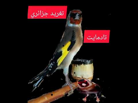 تغريد طير الحسون الجزائري مقنين تادمايت سنفونية وروعة الأداء 