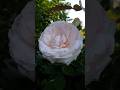 🌹#coversong #song #nature #flowers #flower #chill #summer #rose #love #rosé #adventure #shorts