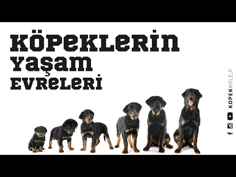 Video: Bir kedi beslemek için nasıl