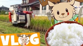 Harvesting Rice | Marty&#39;s Vlog