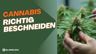 Cannabis richtig beschneiden – Besseres Wachstum & gesunde Pflanzen