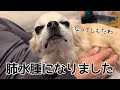 銀さん肺水腫になってしまいました