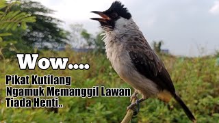 SUARA BURUNG KUTILANG GACOR. Ngamuk Ngotot Menekan Lawan..
