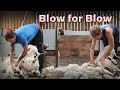 SHEEP SHEARERS GO HEAD-TO-HEAD  |  Shearing Scottish Blackface Sheep