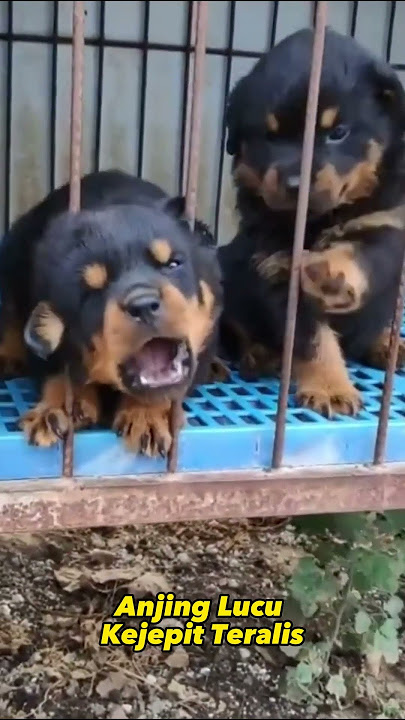 Anjing Lucu Kejepit Teralis #youtubevideo #anjinglucu #anjing