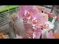 Орхидеи в Ленте! Мультифлоры.