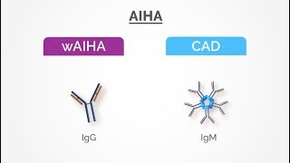 AIHA, The Role of Complement in AIHA and The Potential for C3 Inhibition