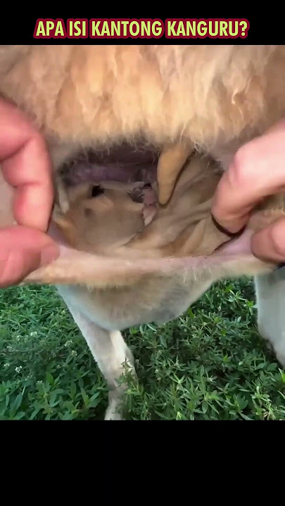 What's Inside a Kangaroo's Pouch? 😱 See for Yourself! #shortsviral