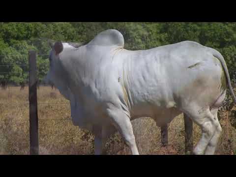 LOTE 114 | 41º MEGA LEILÃO ANUAL CARPA - TOUROS