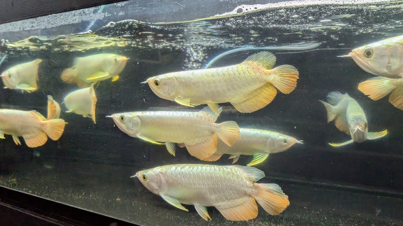80 Arowanas] Many golden arowanas with gleaming heads and backs