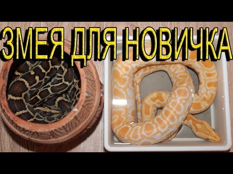 ЗМЕЯ ДЛЯ НОВИЧКА! Тигровый питон. ОБЯЗАТЕЛЬНО ПОСМОТРИ!