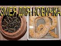 ЗМЕЯ ДЛЯ НОВИЧКА! Тигровый питон. ОБЯЗАТЕЛЬНО ПОСМОТРИ!