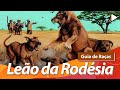 Rhodesian ridgeback leo da rodsia  o caador de leo  guia de raas