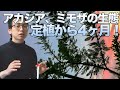 【ミモザ】植えてから4ヶ月経ったアカシアの木をご紹介！