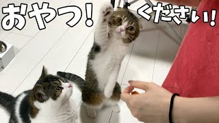 おやつください！ママにタッチしておやつを貰う猫たちが可愛すぎるww