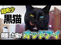 保護した猫ちゃんが、世界でも珍しい『黒猫のオッドアイ』かもしれません!