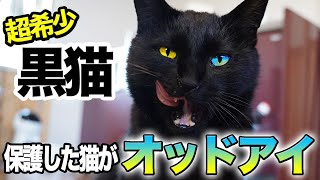 保護した猫ちゃんが、世界でも珍しい『黒猫のオッドアイ』かもしれません