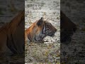 Don't play with my emotions :)  #jungle #wildlife #tiger #tigers #tadobanationalpark
