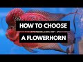 The Right way to Choose a Flowerhorn Cichlid...