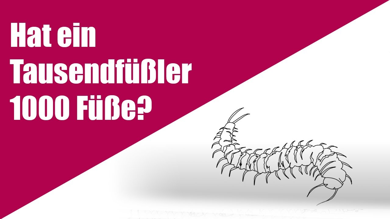 Wie Viel Füße Hat Ein Tausendfüßler www.youtube.com