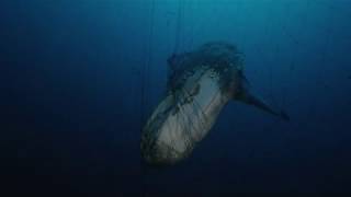 Dolphins, Sharks, And Sea Lions Killed By Driftnet Fishing