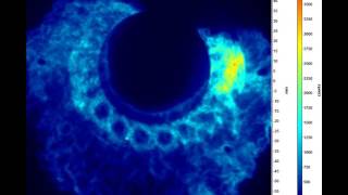 Annular Combustor Ignition