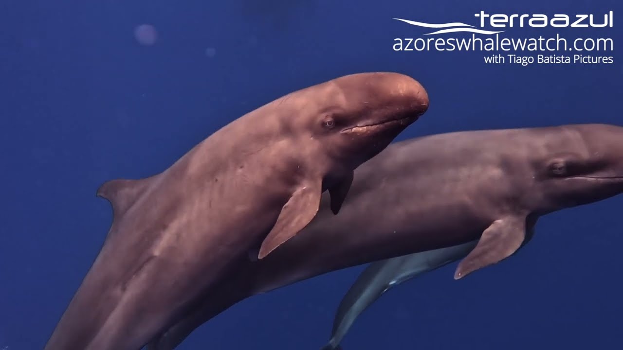 False Killer Whale / Pseudorca crassidens in São Miguel, Azores