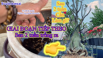 Chăm cây sứ giai đoạn tiếp theo sau khi trồng ra 2 tuần cần làm gì..?/Truyền bonsai