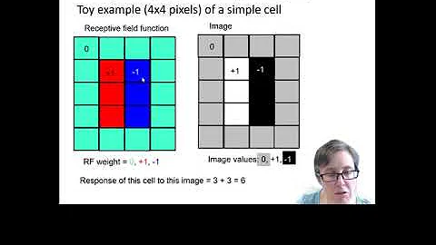PSC3008 Simple Cells