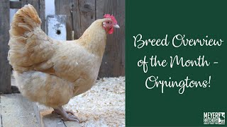 Breed Spotlight of the Month - Orpington