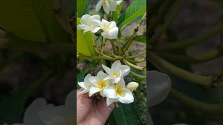 tumhi tum ho 😌 #shortsfeed #trending #kathgolap #kathchampa #champa #flowers