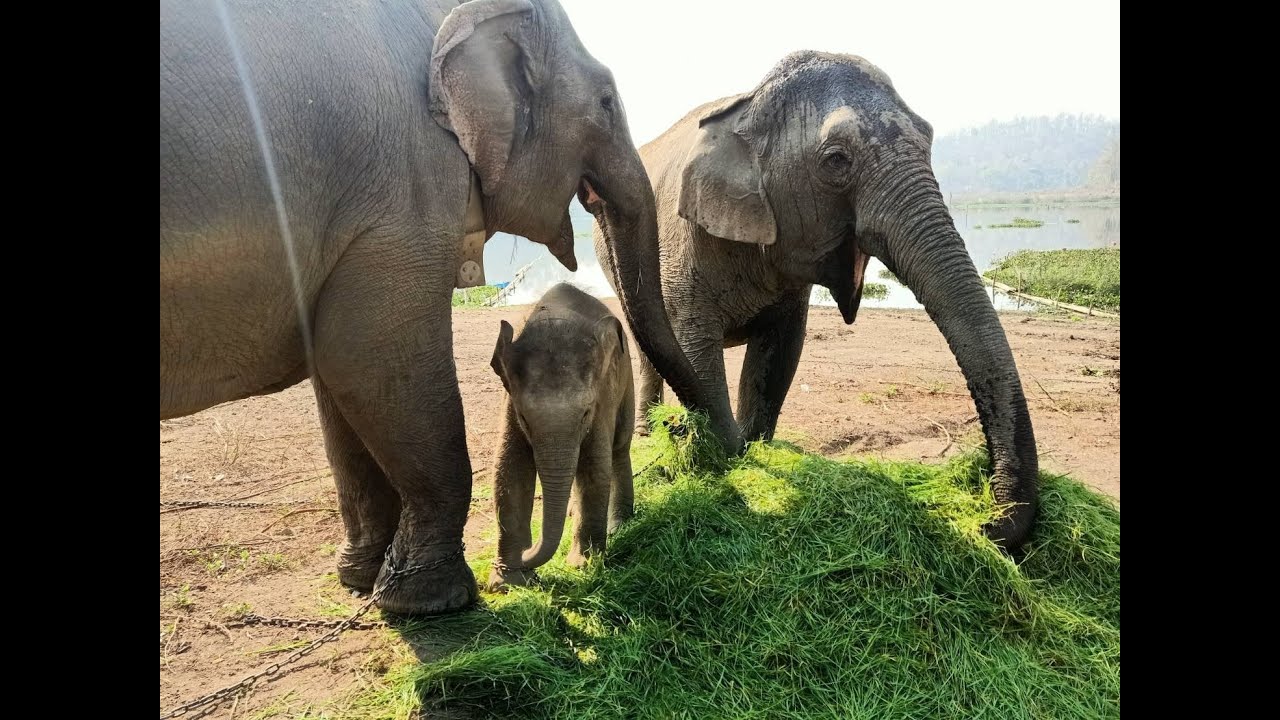 น้องทับเสลา: เข้าหน้าแล้งแล้ว แต่อาหารและน้ำก็ไม่ขาดแคลน (๔-๕ มีนาคม ๒๕๖๔)