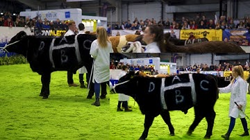 AgriScot Beef Demo.Where are the most valuable cuts? Part 1