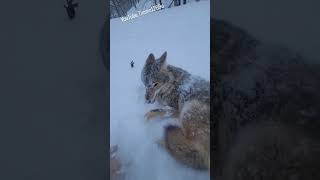 WEAVE LOVES SNOW!🐺❄️❤️ #coyote #weavethecoyote #cute #animals #animal #wildlife #nature #dog #love