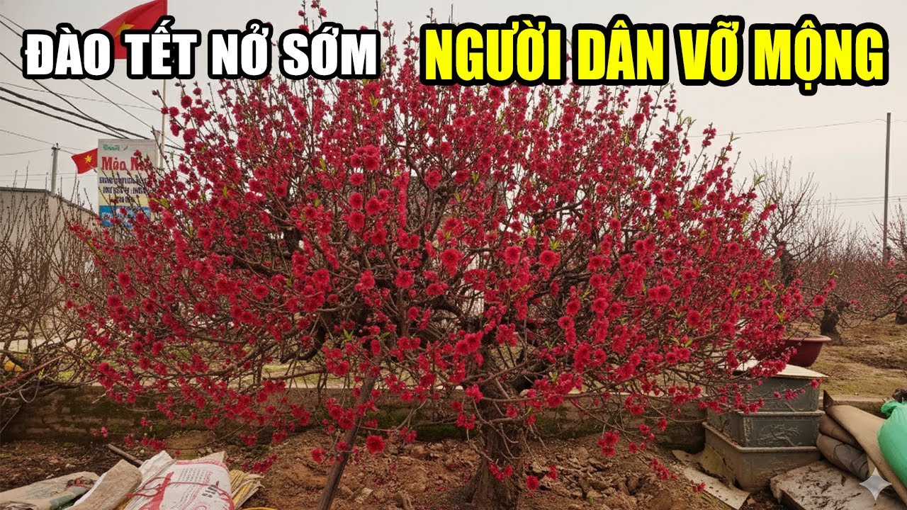 Vỡ Trận Đào Tết 2026, Hoa Nở Sớm, Người Dân Lại Một Năm Thất Thu
