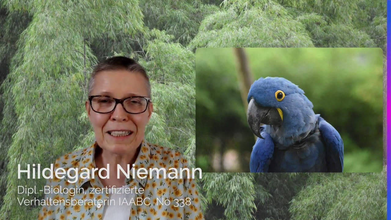 Papageien: Alte Halter, alte Vögel. Wenn Papageien die Haltung wechseln müssen!