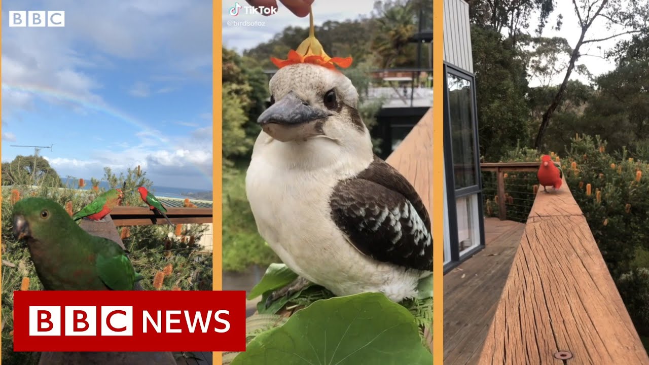 The birds on the balcony that found TikTok fame - BBC News