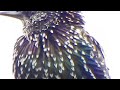 Black Bird with Rainbow Feathers