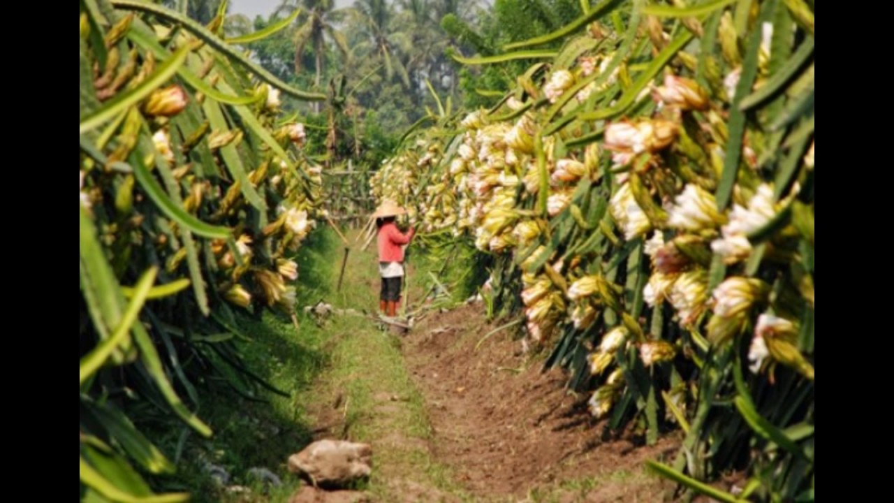 Bibit Buah  Naga  Kuning  Jumbo BIBIT TAMAN