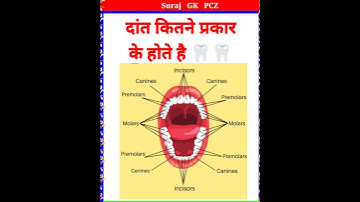 Types of teeth 🦷| Types of teeth | incisors, canines,Premolars & Molars | #shorts #upsc #gk