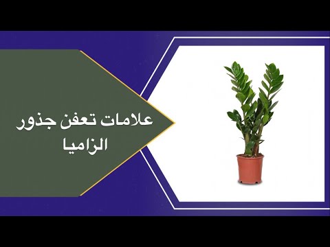 فيديو: كيفية التعامل مع تعفن نهاية الزهر على الاسكواش