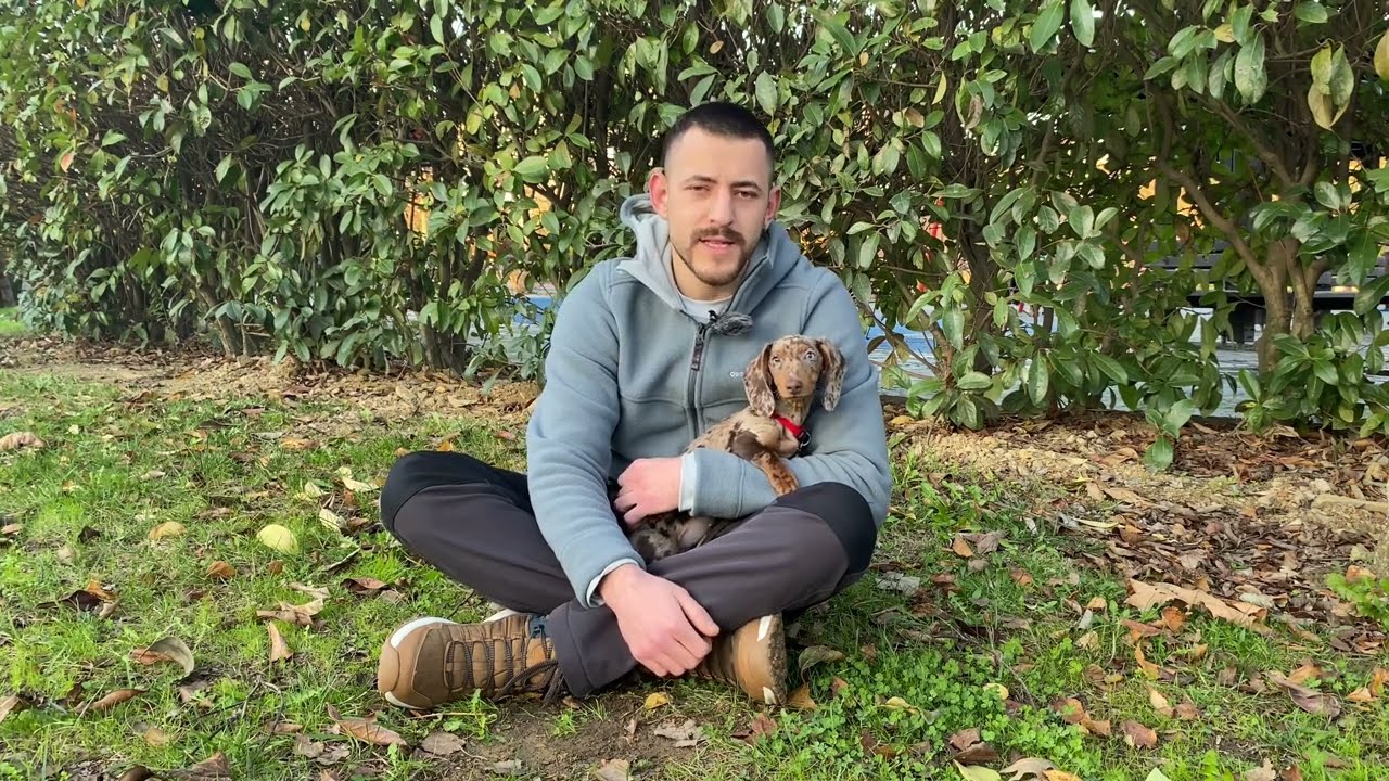 Köpek Irkları - Dachshund(Sosis Köpek) #dachshund